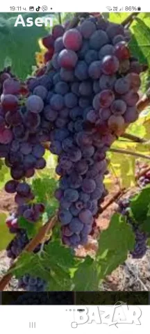продавам грозде памит 0. 40 цента 