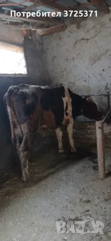 Продавам  мъжко теле, снимка 2 - Крави - 56575637