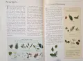 The Illustrated Encyclopedia of Essential Oils, снимка 6