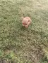Чистокръвни пинчери !, снимка 4