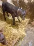 Продаваме две теленца близначета, снимка 4