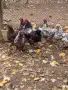 Продавам Орпингтон, снимка 2