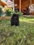 Померанчета момиченца и момченца!, снимка 14