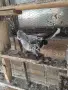 продавам гълъби , снимка 4