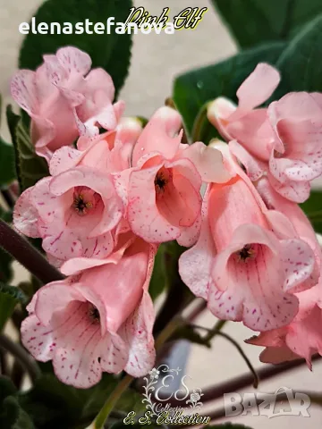 Сортова синингия (Sinningia) Pink Elf