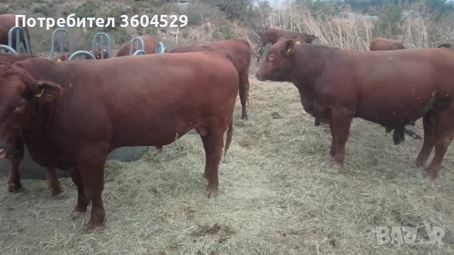 Телета за ИЗЛОЖБА ТОП , снимка 8 - Крави - 56226537