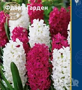 Луковици ЗЮМБЮЛ, снимка 8 - Градински цветя и растения - 56578809