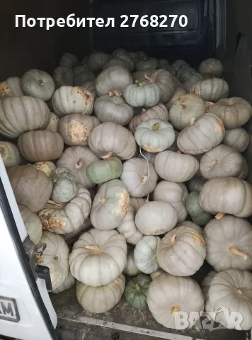 Продавам тикви Сампсон 