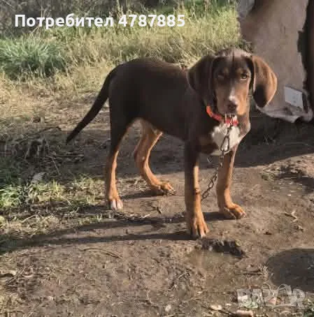 Шоколадово гонче, снимка 2 - Гонче - 56688749