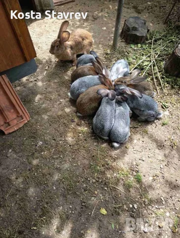 Продавам бели зайци и зайци чинчила