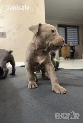 Питбул Блу нос/ Pitbull Blue nose, снимка 4 - Питбул - 56749748
