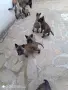 Белгийска овчарка , снимка 2