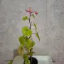 Стайна Бегония Цвете, снимка 4