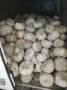 Продавам тикви Сампсон , снимка 1