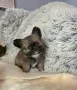 чихуахуа момиченце , снимка 2