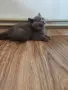 Британски късокосмести котета , снимка 3