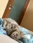 Приятелка за Мики, снимка 1