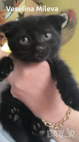 мъжко коте шотландско клепоухо