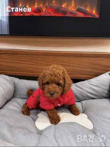 Той пудел момче / Toy poodle boy