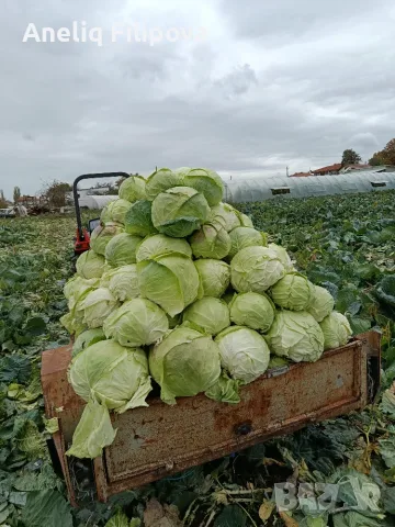 Продавам Зеле Кьосе и Марлу
