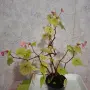 Стайна Бегония Цвете, снимка 5