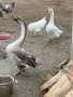 продавамм гъски, снимка 2