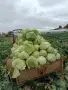 Продавам Зеле Кьосе и Марлу, снимка 1