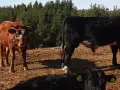 телета за клане и доугояване , снимка 4