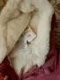 Зимно детско яке, снимка 3