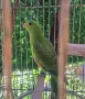 Продавам Слънчева Аратинга, снимка 2