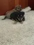 Пинчер +Джак ръсел , снимка 16