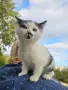 Три мъжки котенца търсят дом, снимка 3