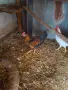 Млади петлета софия , снимка 4