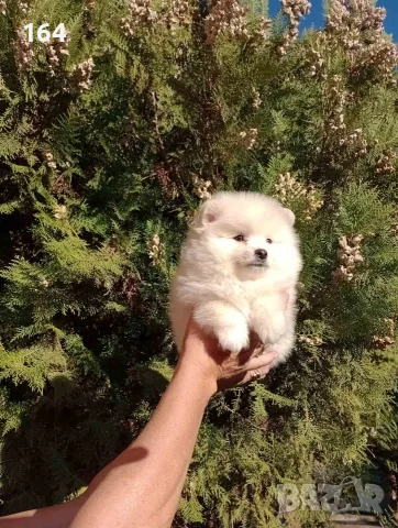 Мъжко Померанче.
