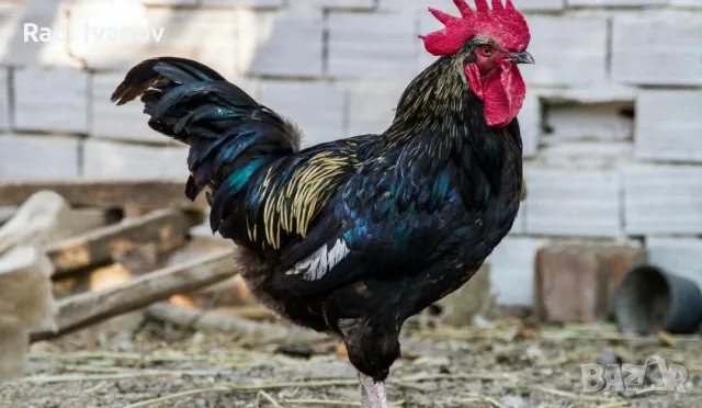 Петли прекрасни красиви 20💰 евро🐓🐓🐓🐓🐓🐓