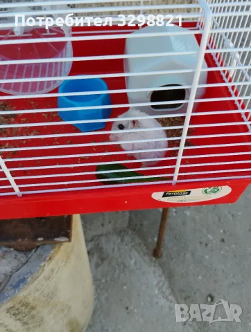 Minii Hamster.., снимка 3 - Хамстери - 56619321