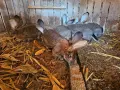 Зайци белгийски великан , снимка 16