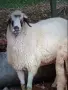 продавам коч на1/5месеца, снимка 2