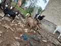 Продават се 4 пърча  на 2 и 3 г. и 6 мъжки ярета в отлично състояние .Може и по избор. Цена по догов, снимка 4