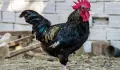 Петли прекрасни красиви 20💰 евро🐓🐓🐓🐓🐓🐓, снимка 1