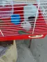 Minii Hamster.., снимка 3