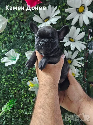 Френски булдог french bulldog 