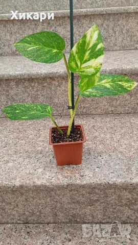 Епипремнум Neon  / Epipremnum Aureum , снимка 3 - Стайни растения - 54526411