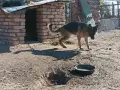 Продавам немска овчарка , снимка 6