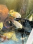 Бял папагал (White / Platinum Blood Parrot), снимка 1