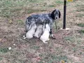 Кученца английски сетер, снимка 8