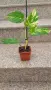Епипремнум Neon  / Epipremnum Aureum , снимка 3