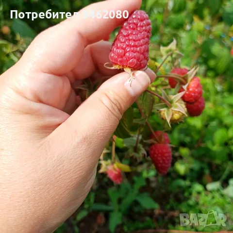  Разсад   малини , снимка 6 - Разсади - 56573257