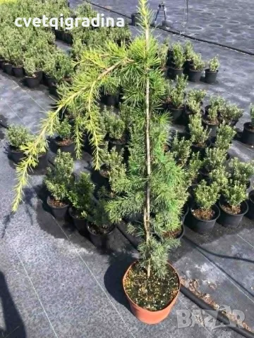 Cedrus deodara ‘Pendula’ (Хималайски кедър ‘Пендула’)