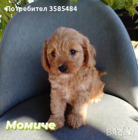 Cavapoo/Mini poodle, снимка 2 - Кавалер кинг чарлз шпаньол - 56626410